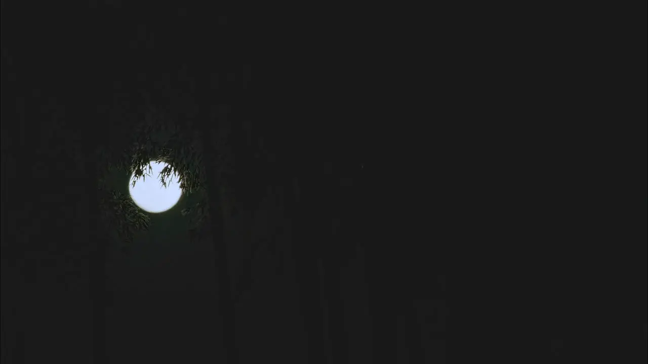 Moon rises through a bamboo forest at night