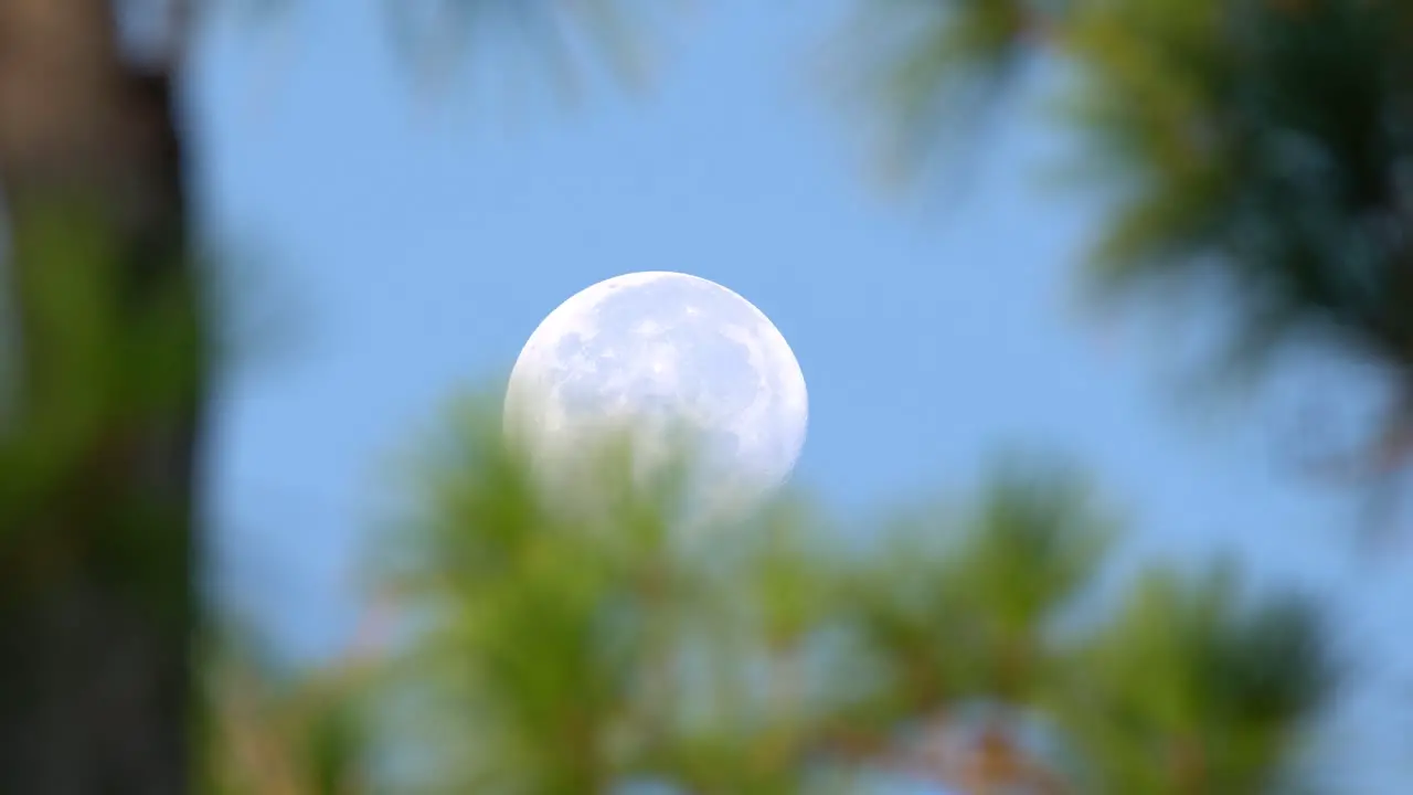 Close-Up Of The Moon Moving Across The Sky As Seen Through Pine Trees