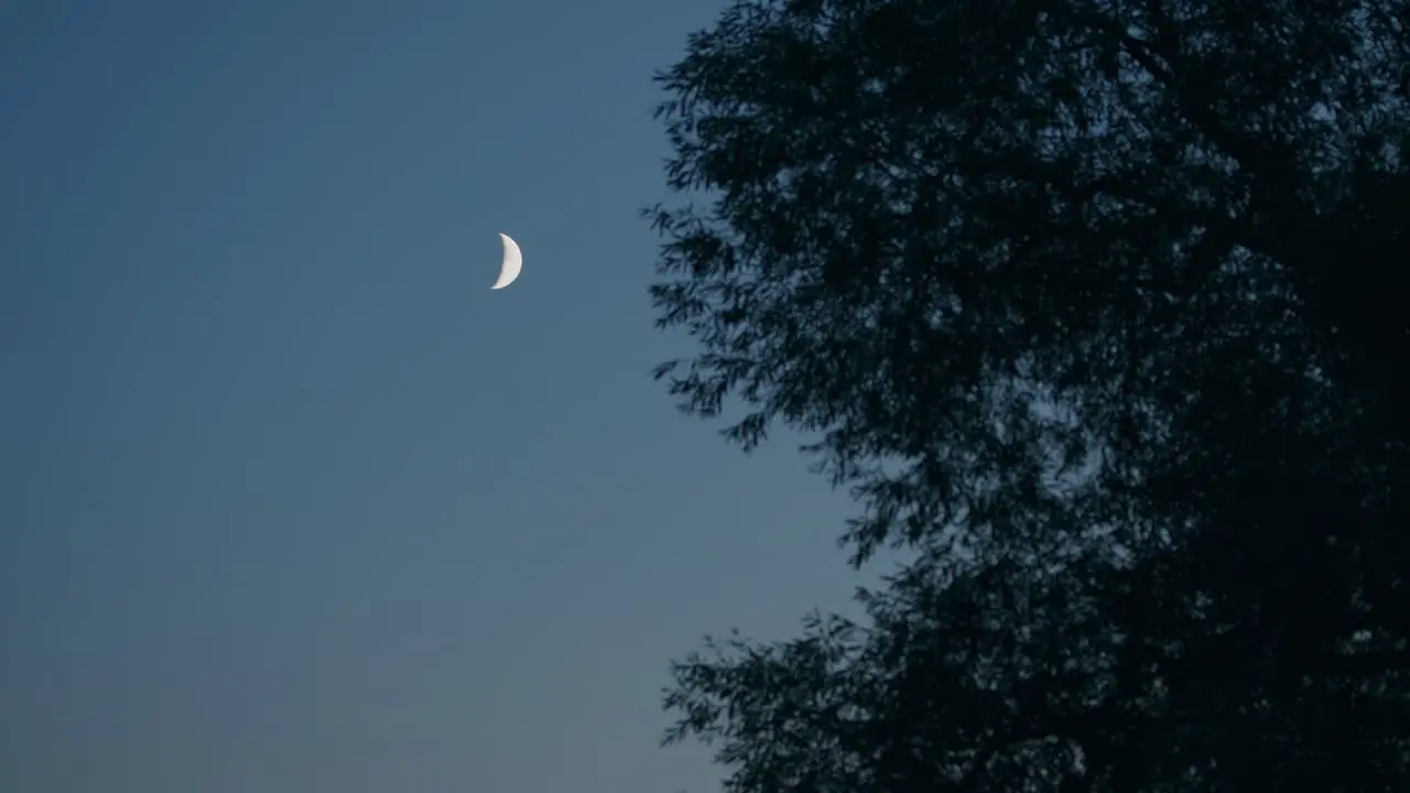 Blue evening sky with crescent moonphase and silhouette of leafy tree