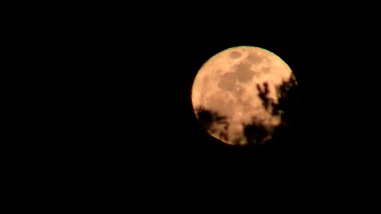 An orange moon rises behind trees in a forest