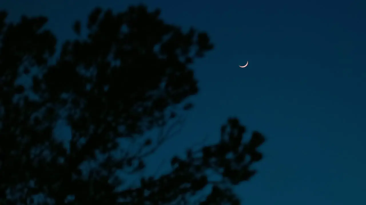 Crescent moon small in dark night sky with silhouetted trees in nature