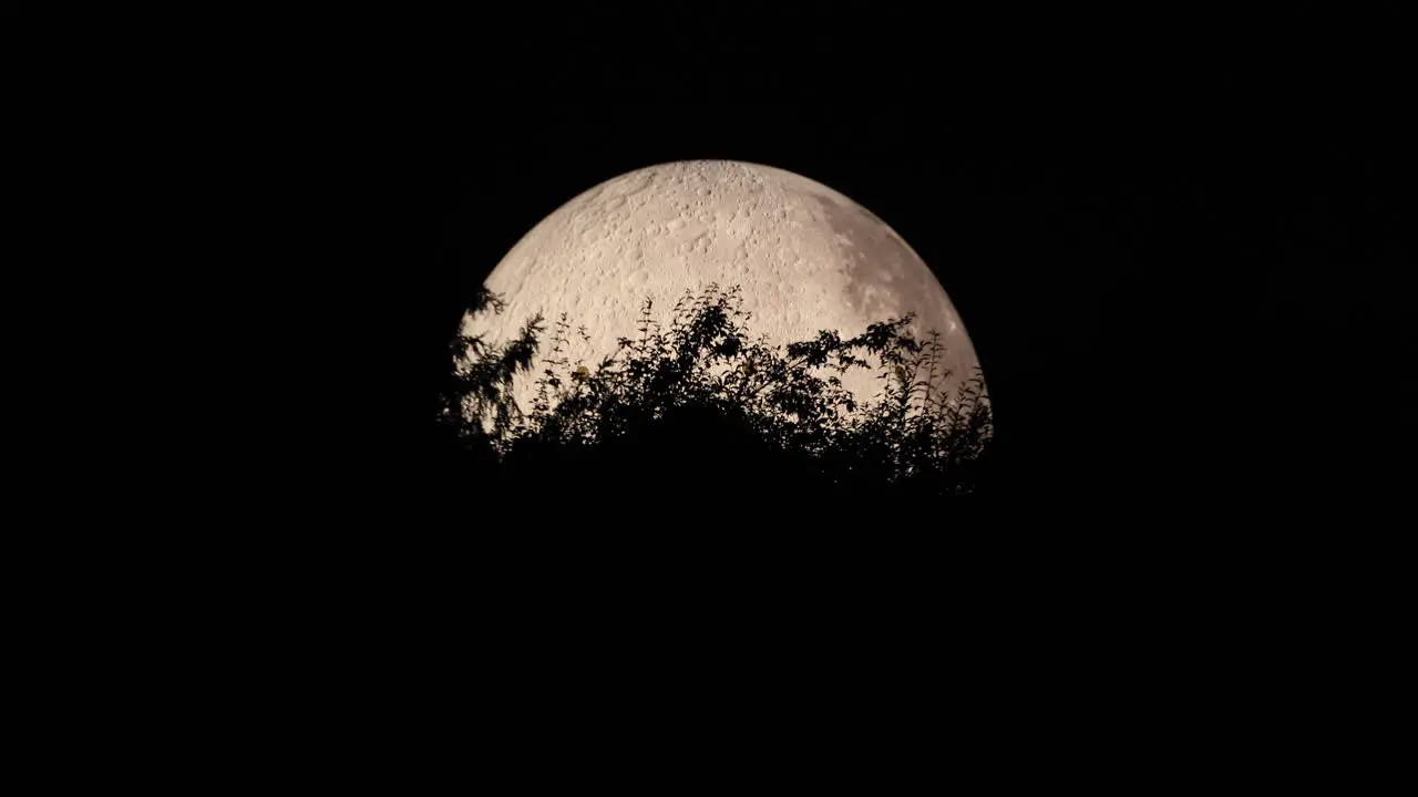 Zoom in detail of the moon captured with moving tree tops close up zoom view with all the detail on the lunar landscape using Lunalon captured in 4k resolution