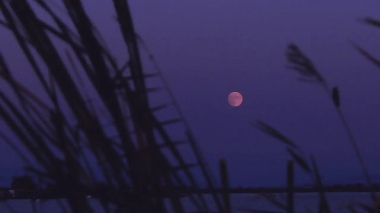 Reed Canes in the dusk