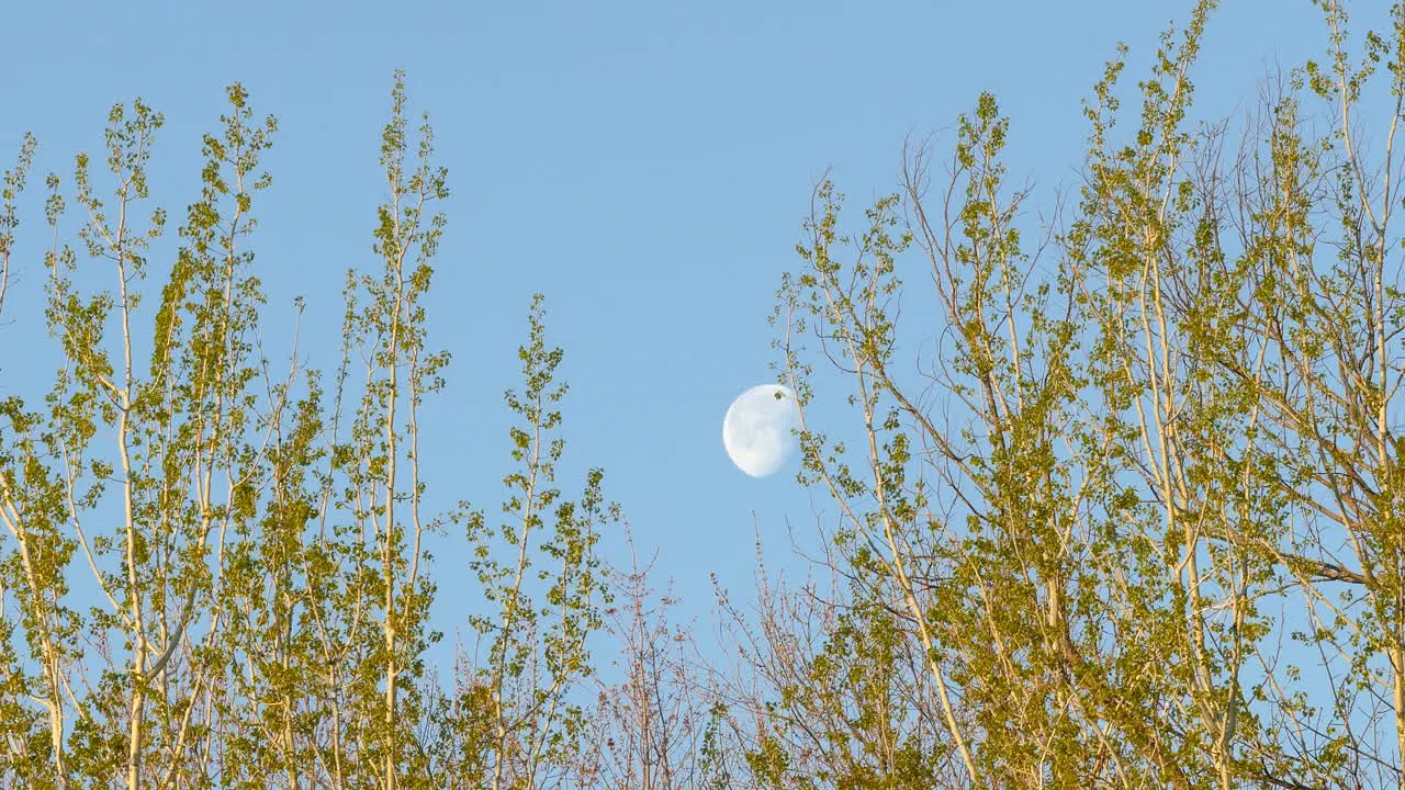 Tree Branches With Blue Sky And Moon In Background During The Day