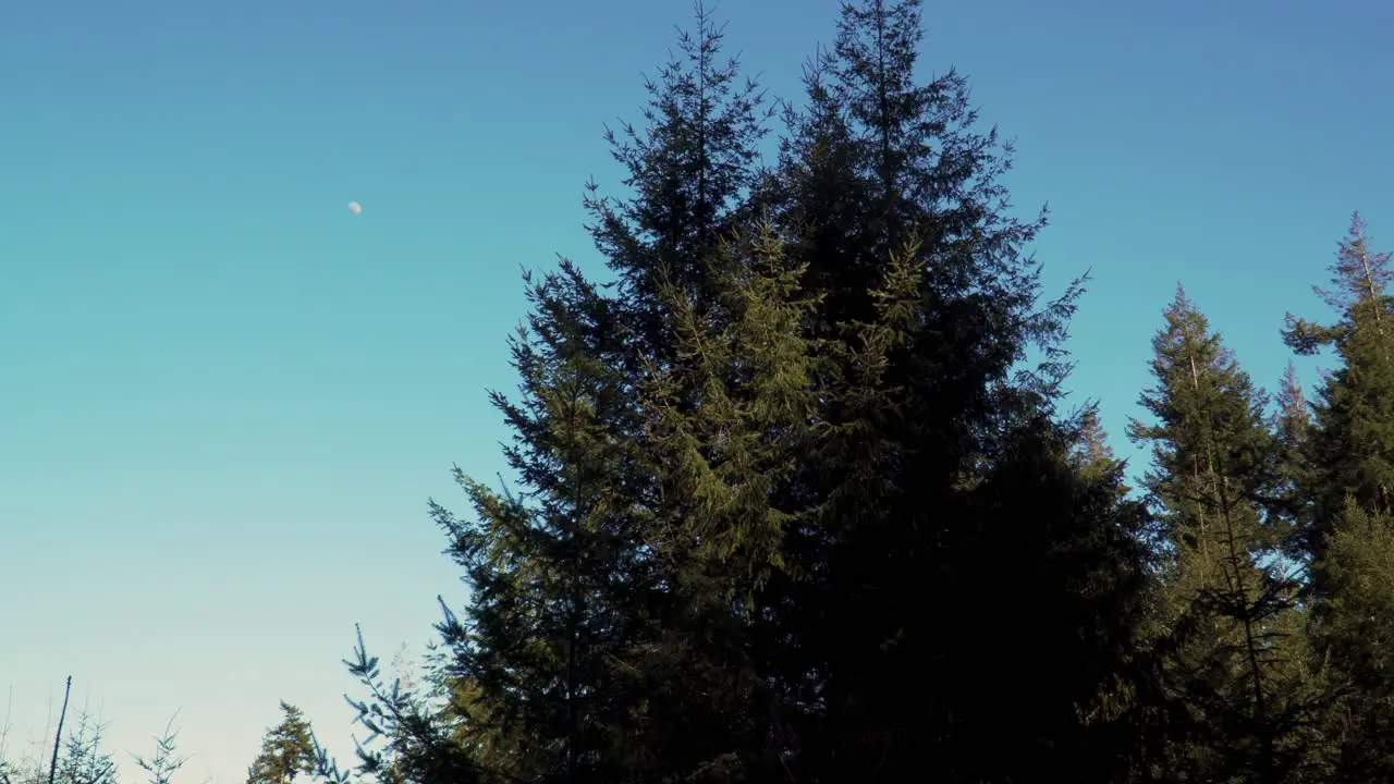 4K pine trees canopy’s shaking in the wind with the blue sky and the moon in the background