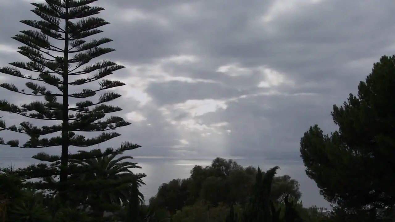 Beautiful clouds move along the California coast with a Norfolk pine in foreground