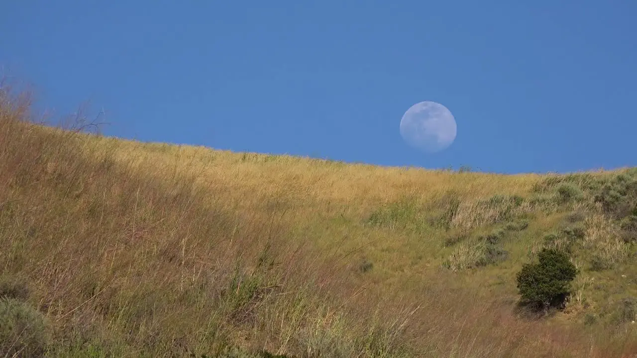 A Full Moon Rises Over A Hillside In California With Grass Blowing In This Beautiful Nature Shot 1