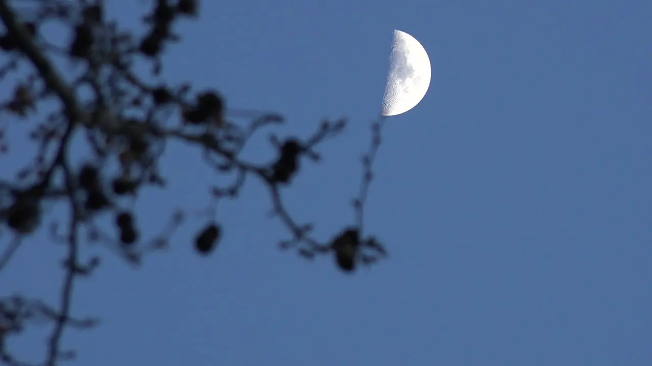 Half Moon With Soft Focus Branches Tilt