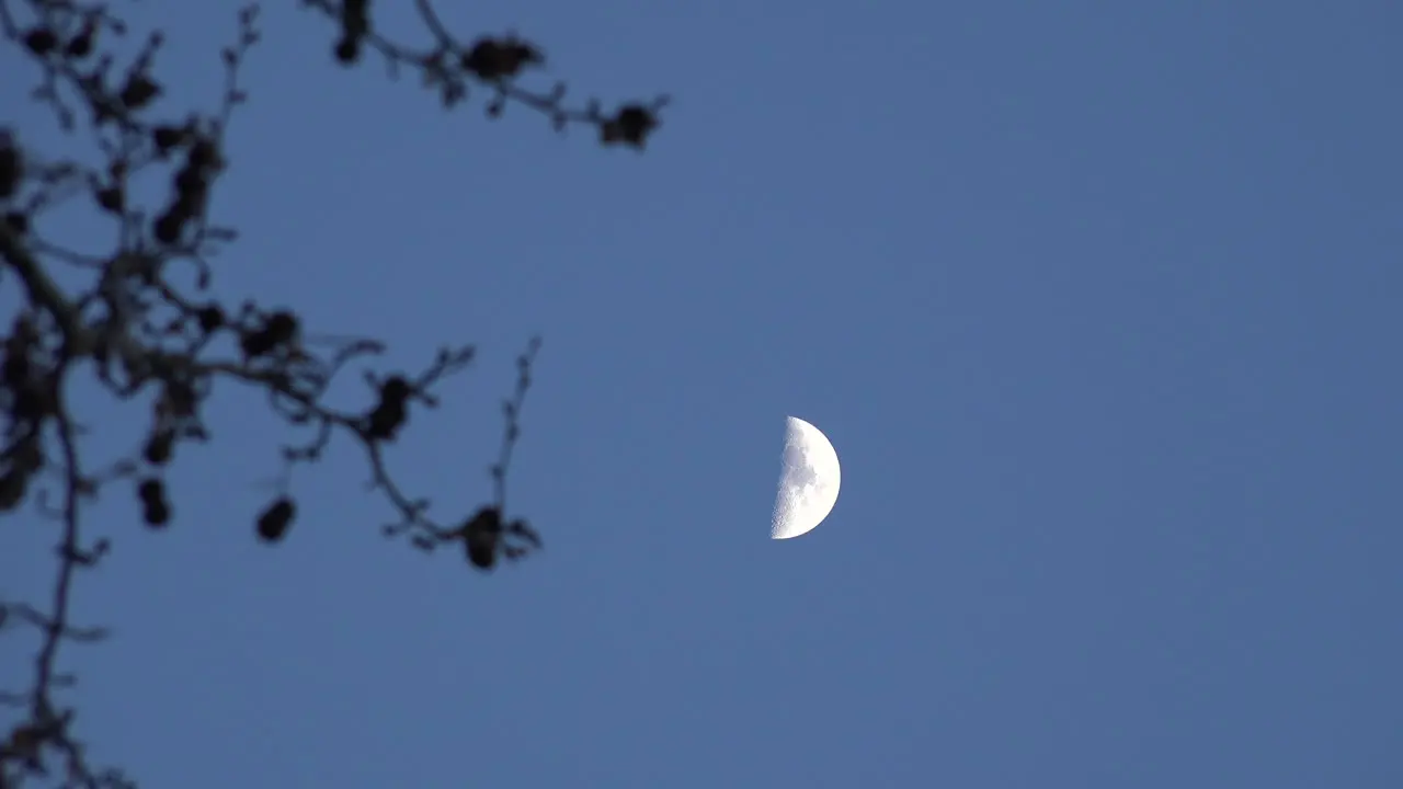 Half Moon And Soft Focus Branches