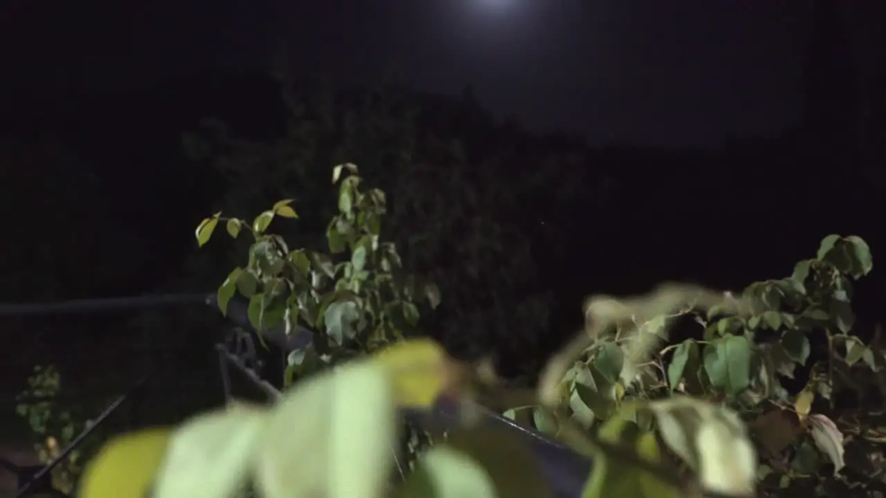 Footage of full moon with plants in the foreground 4k