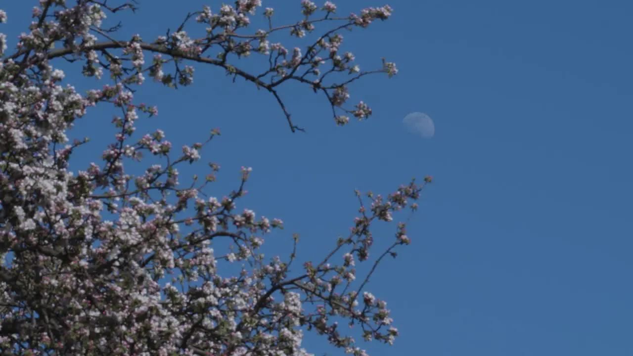 Moon Next To a Big Pink Tree