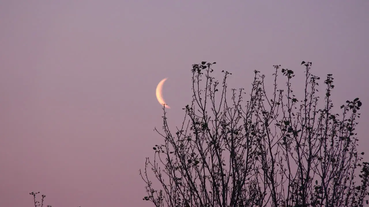 Shrub with moon in background