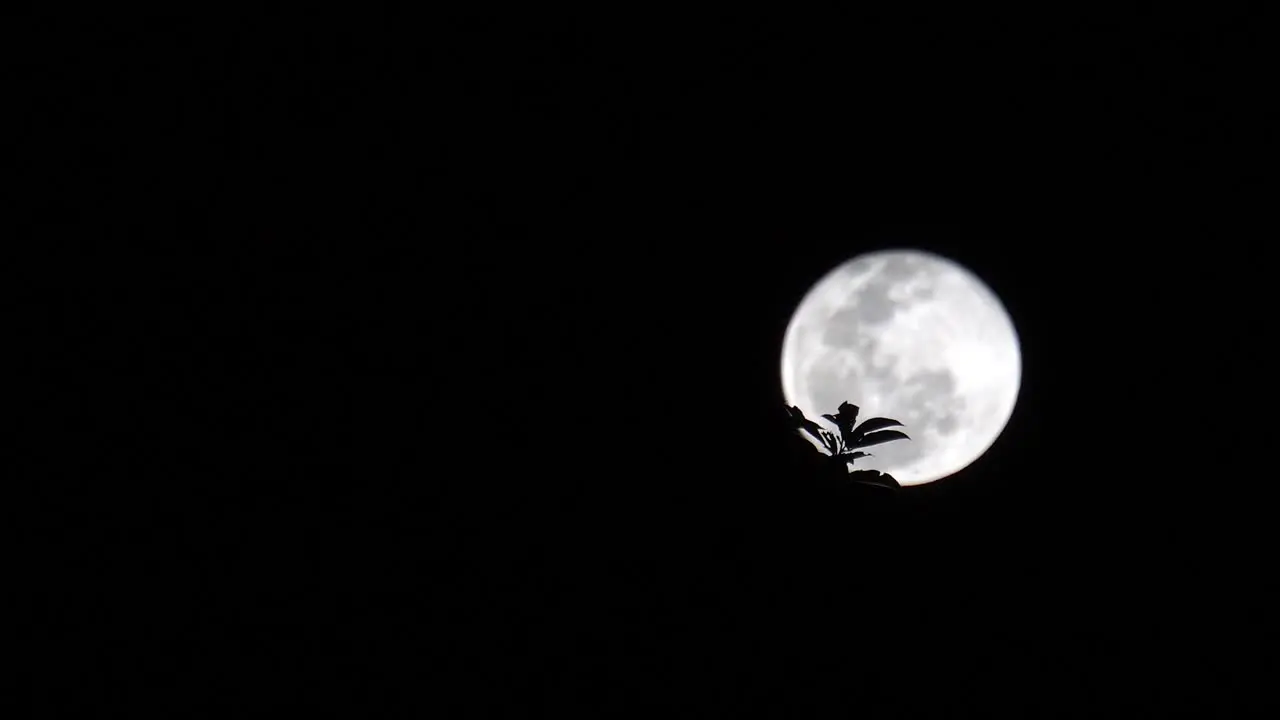 A full moon in the sky in a completely dark night with the silhouette of a flower over the planet's shape