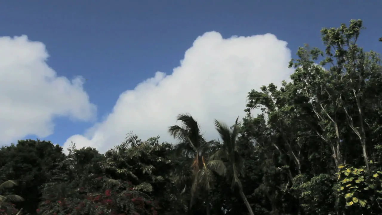 St Thomas cloud over tropical vegetation