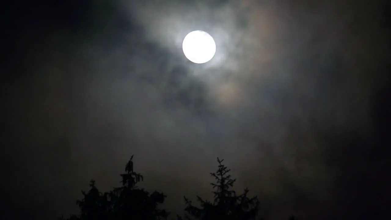 The Moon's Glow Through the Boughs on a Stormy Night