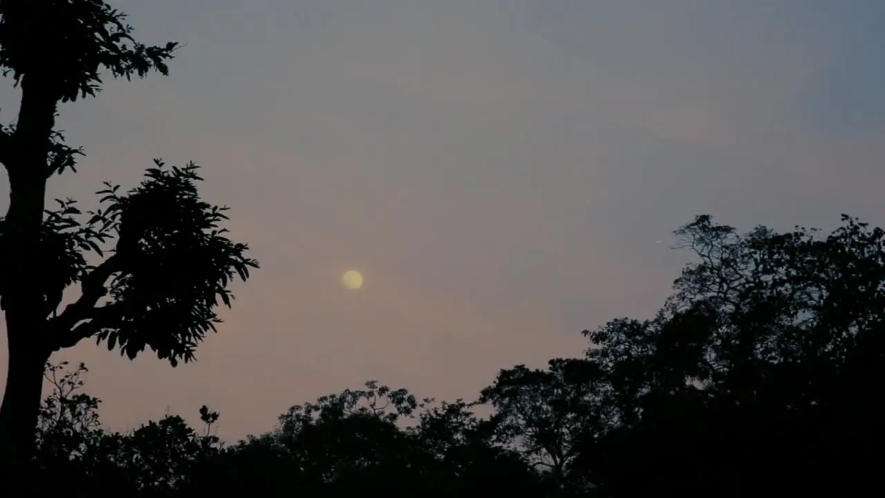 Twilight scene with full moon in sky silhouette of trees in foreground