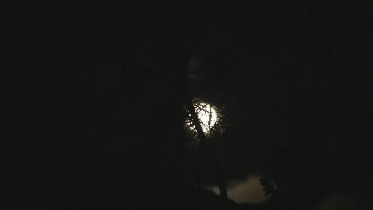 Time Lapse Tree silhouette with full moon and clouds rolling past in the background