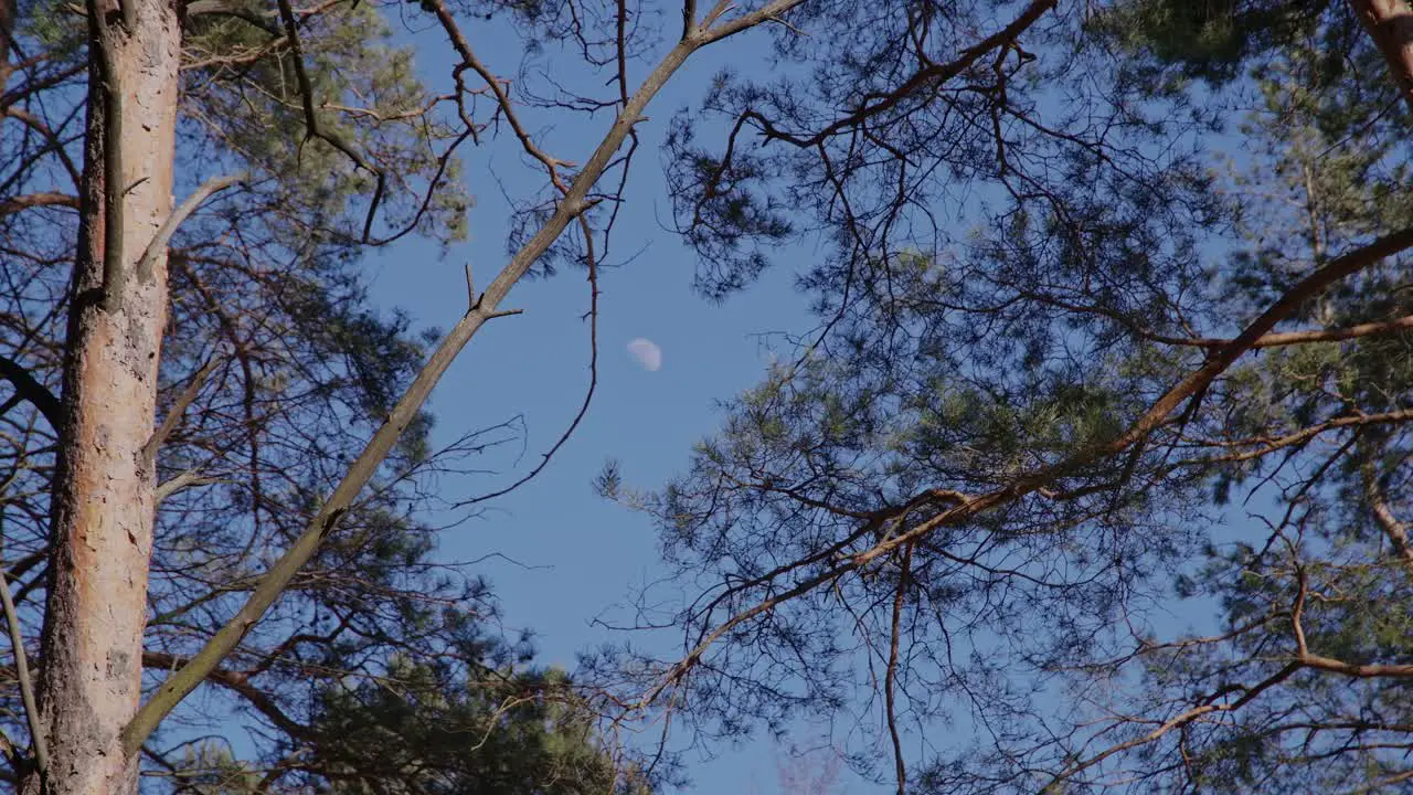 Blurred Moon on a Bright Sunny Day with Pine Trees Waving in the Wind