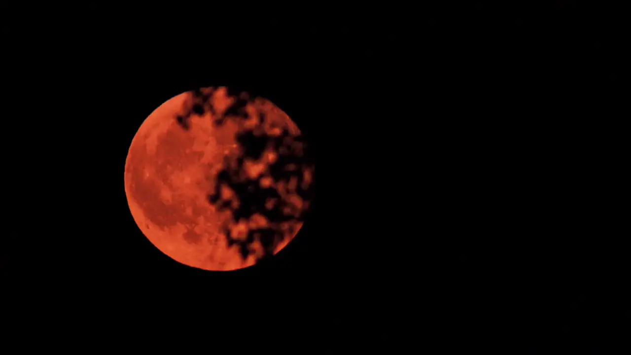 Beautiful red moon moves quickly behind the black branches of the trees