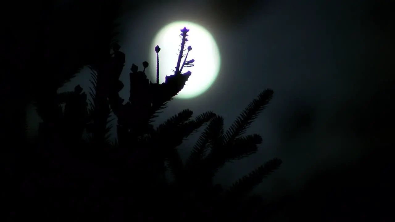 Full moon light in spruce branches at night time lapse