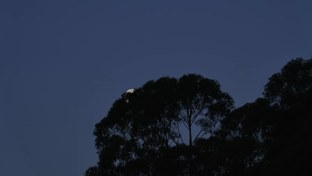 Spectacular moonset time lapse with moon hiding behind the silhouette of tree