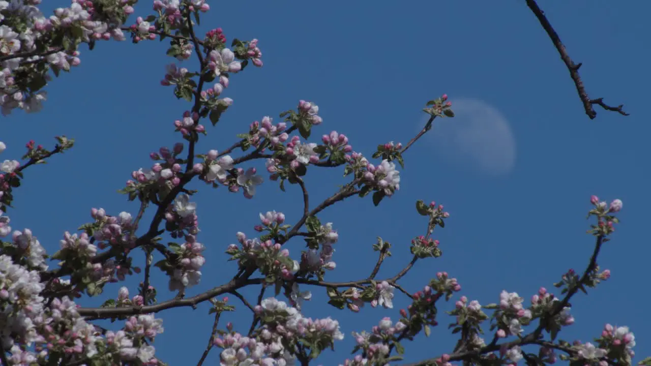 Moon Hidden Behind Big Blooming Tree Clear Blue Sky 4K Close Up