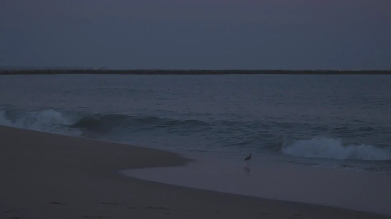 A little bird on a twilight beach