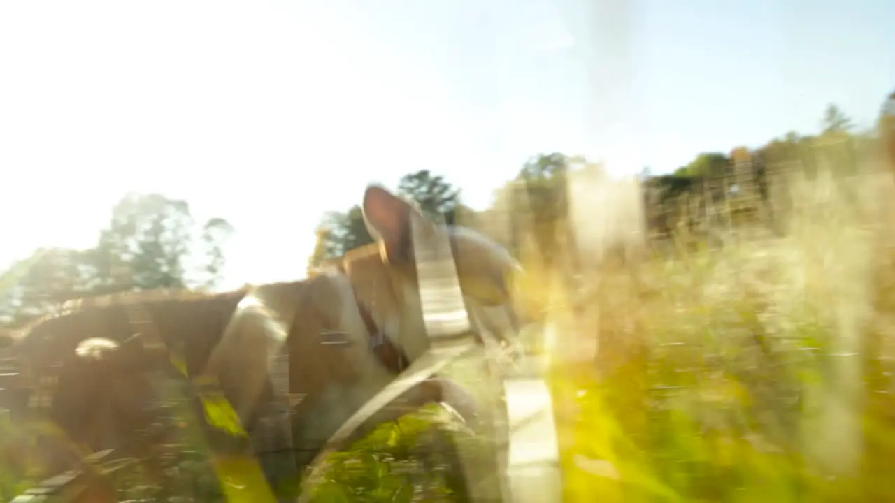 Chihuahua running through grass blades dog running pov view