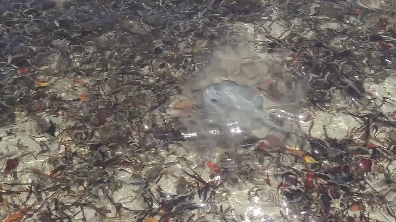 A stingray swims underwater from above