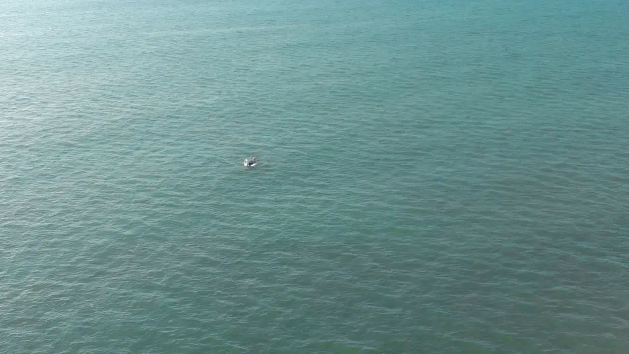 Aerial of Small Whale Breaching