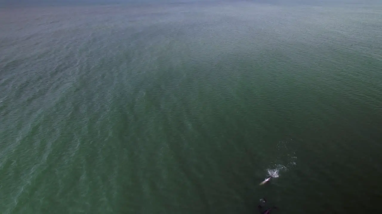 Aerial of dolphin swimming upside-down