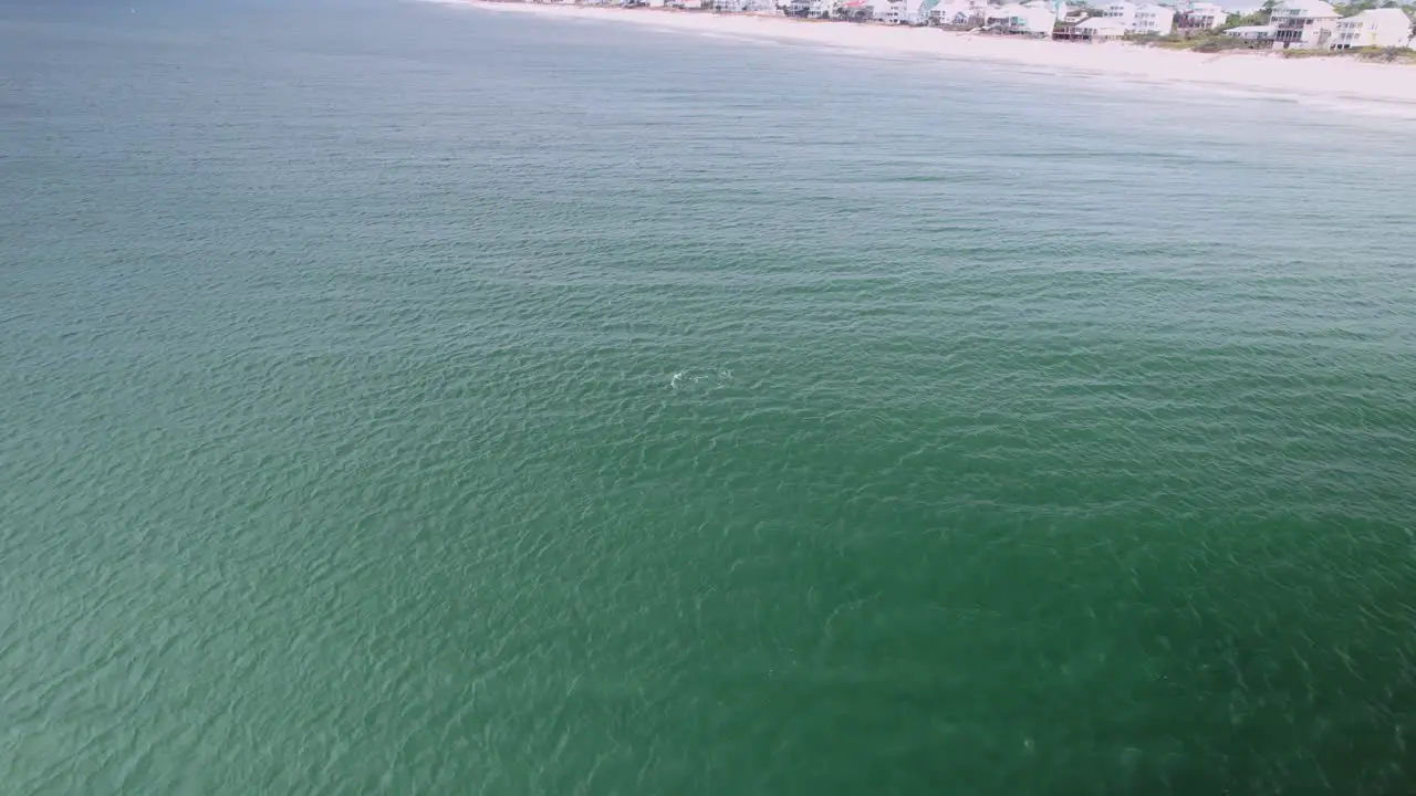 Aerial of pod of dolphins swimming in front of sandy beaches and ocean-front condos