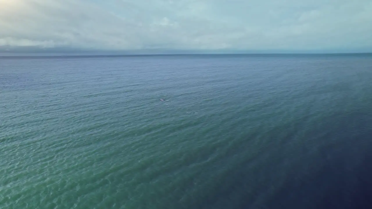 Aerial following dolphin pod swimming in blue ocean