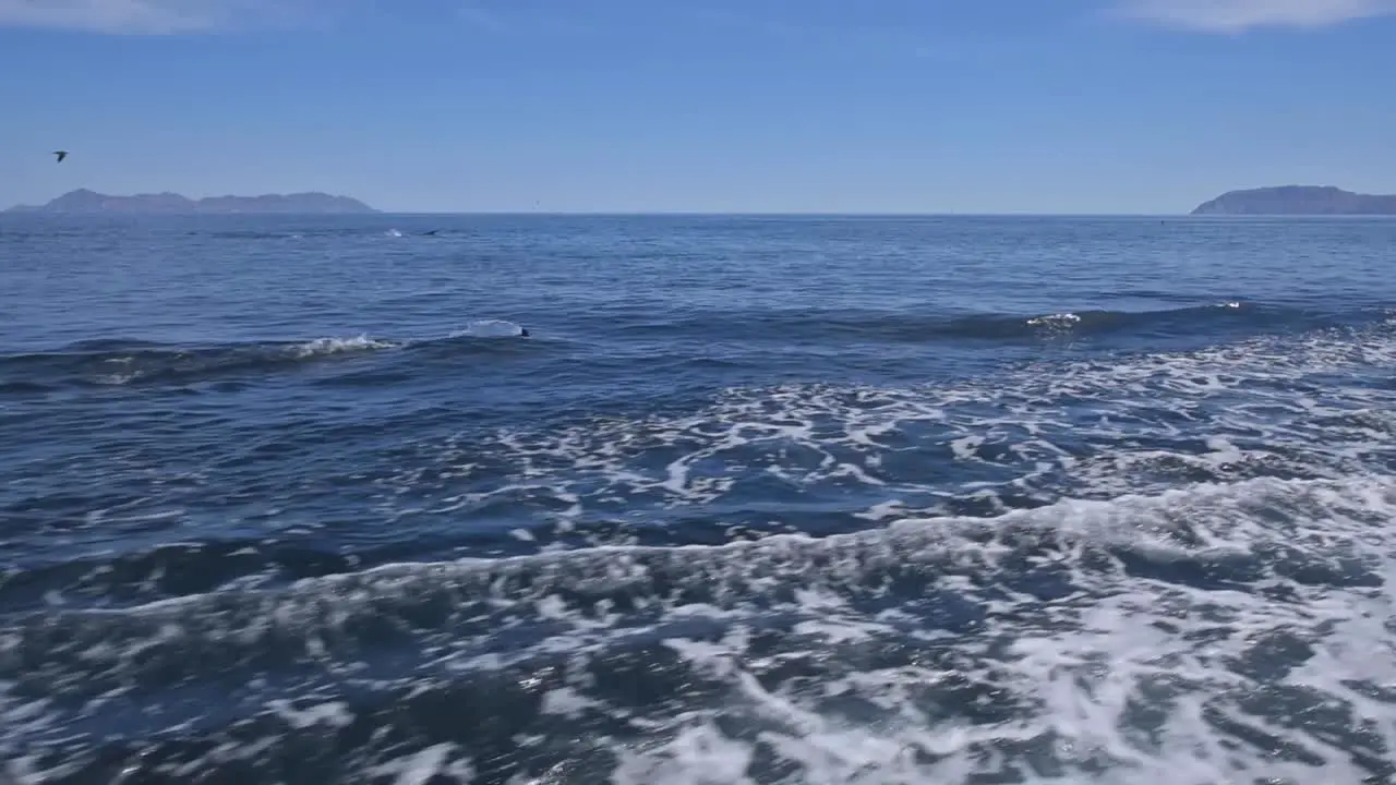 Baja dolphins riding a wake and jumping close from boat 1