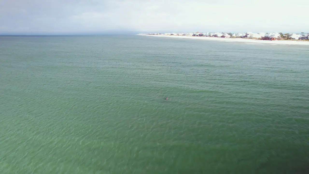 Aerial of dolphins enjoying swimming in front of sandy beaches and ocean-front condos