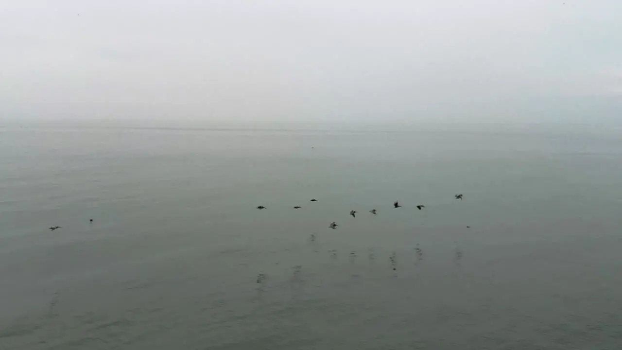 Birds flying over the sea