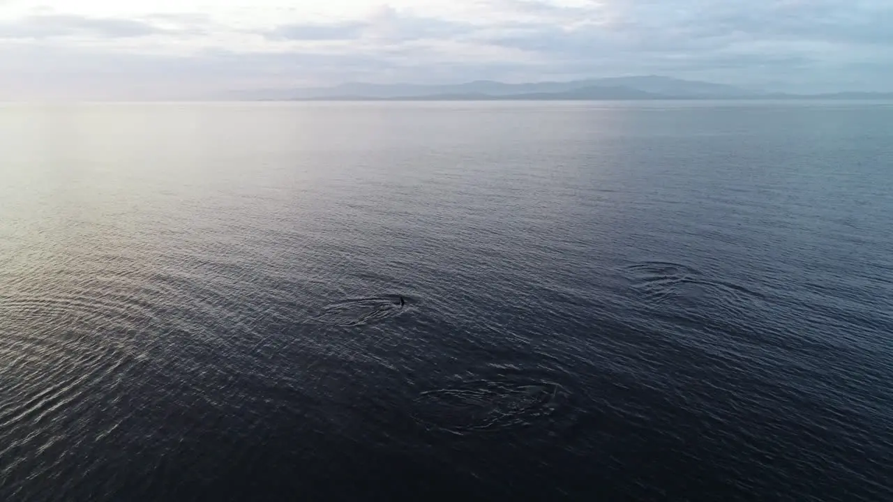 Aerial View of Orca aka Killer Whale Swimming in Pacific Ocean