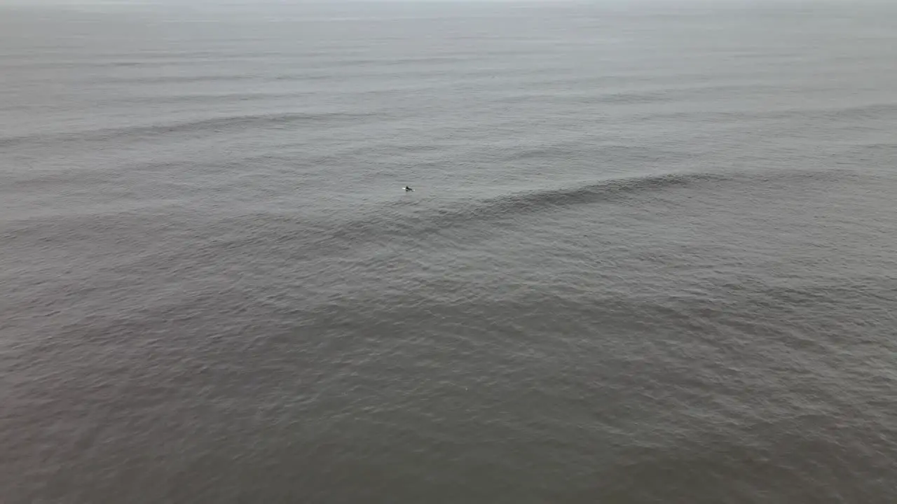 Surfer paddling out in a gray calm ocean and dolphins swimming in the background