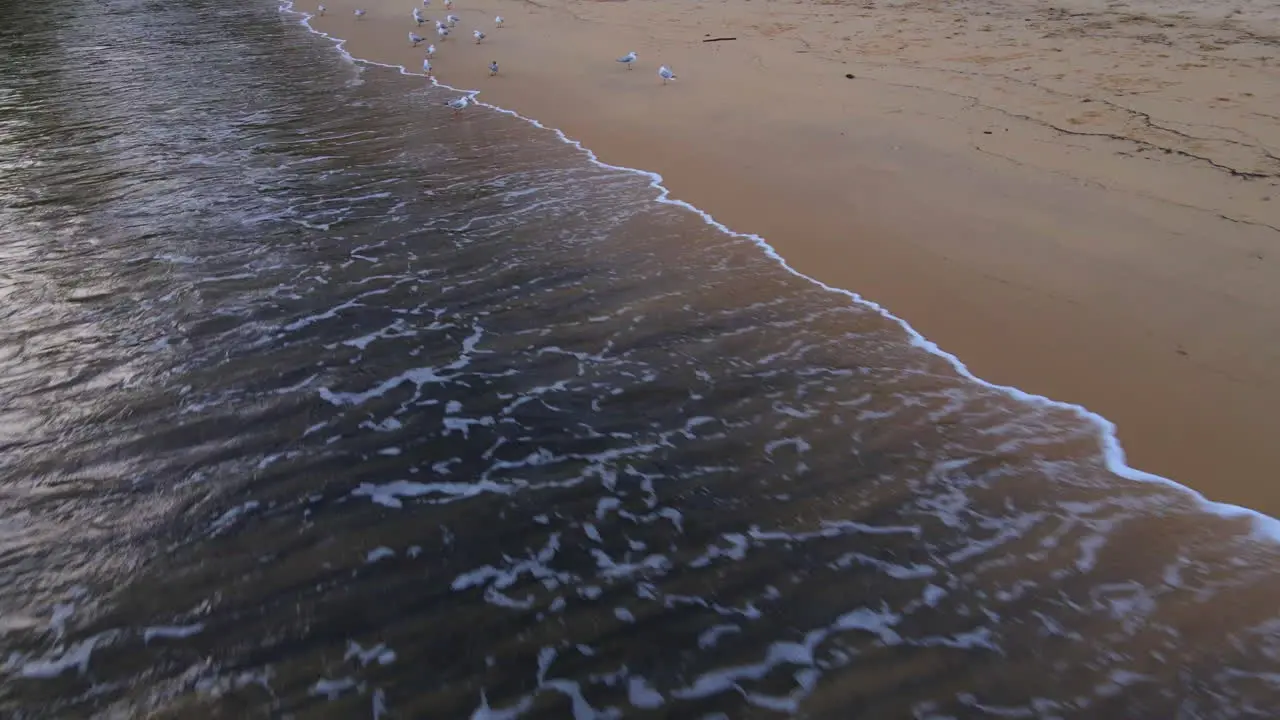 Drone flight over white waves lapping a beach over seagulls and sandy beach