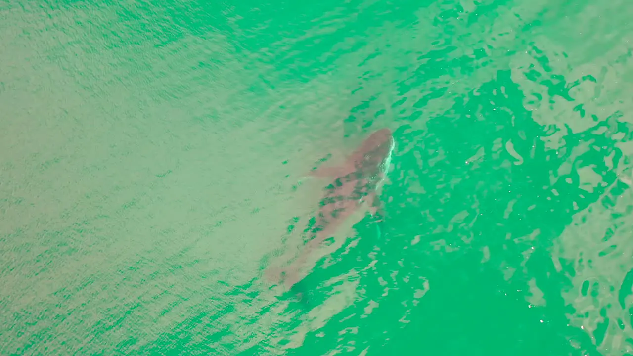 Aerial view of Humpback whale in the ocean off the coast of South Africa