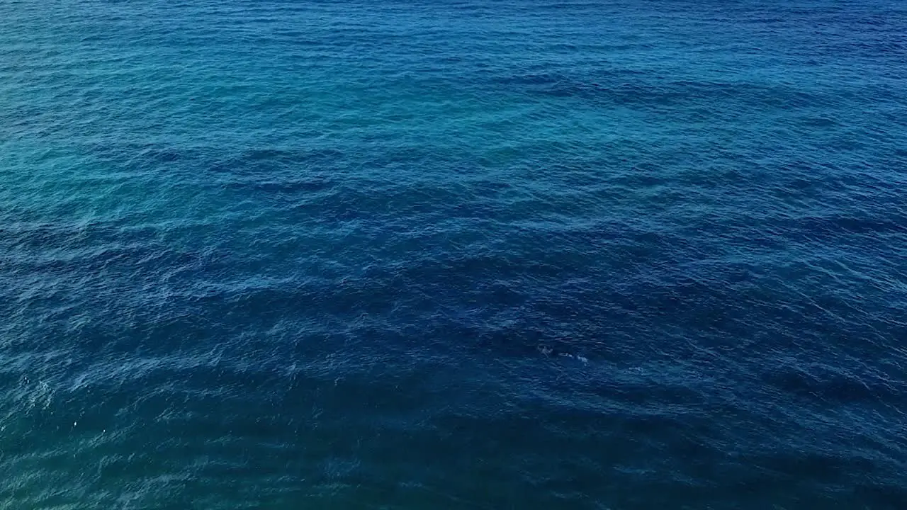 Panning aerial shot of a snorkeler in Maui Hawaii in beautiful blue water without land in background