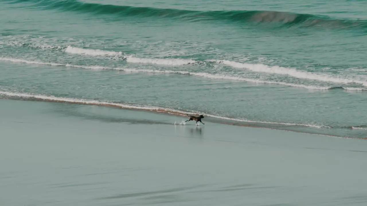 A dog running and having fun on the beach in front of the water in slow motion