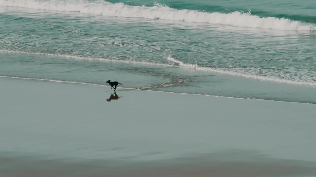 A dog running away from a wave and having fun on the beach in front of the water in slow motion