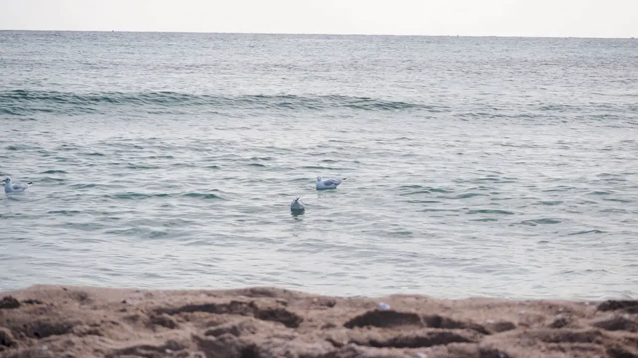 Sea gulls floating on water surface of sea