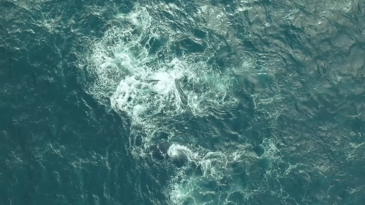 Aerial view of a pod of humpback whales swimming together in calm blue ocean water playing humpback whale spouting humpback whale with its calves splashing around