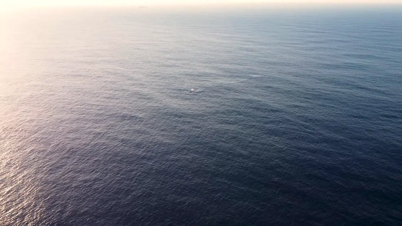 Drone aerial shot of humpback whale spray in deep blue Pacific Ocean Central Coast tourism NSW Australia 4K