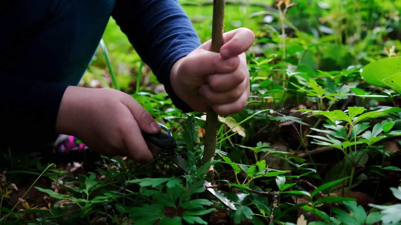 Hands of a little girl or boy using a Swiss knife sawing a piece of wood in the forest nobody-5