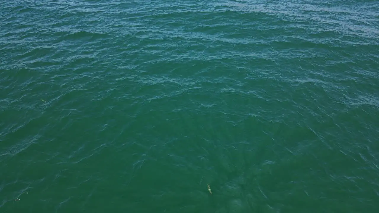 Flock Of Seagulls Hunting Tuna Fish In The Blue Ocean