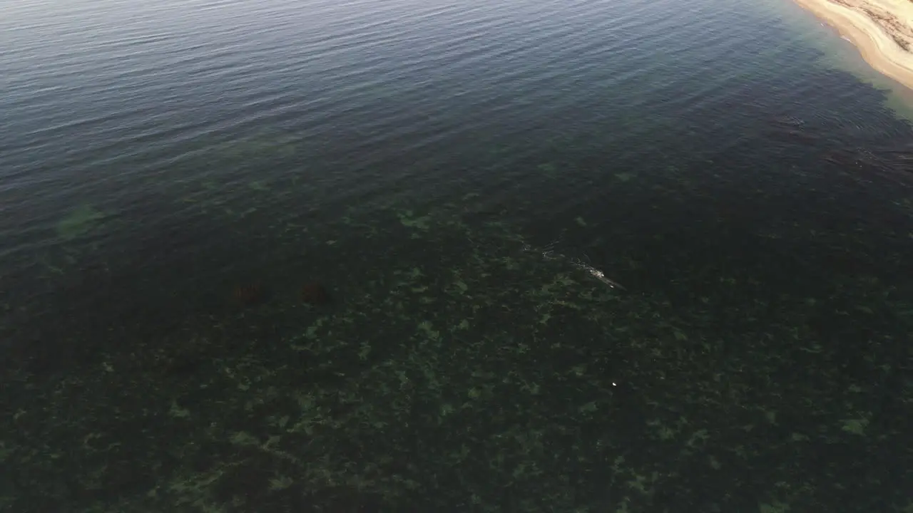 Minke whale swimming in shallow water in eastern Quebec