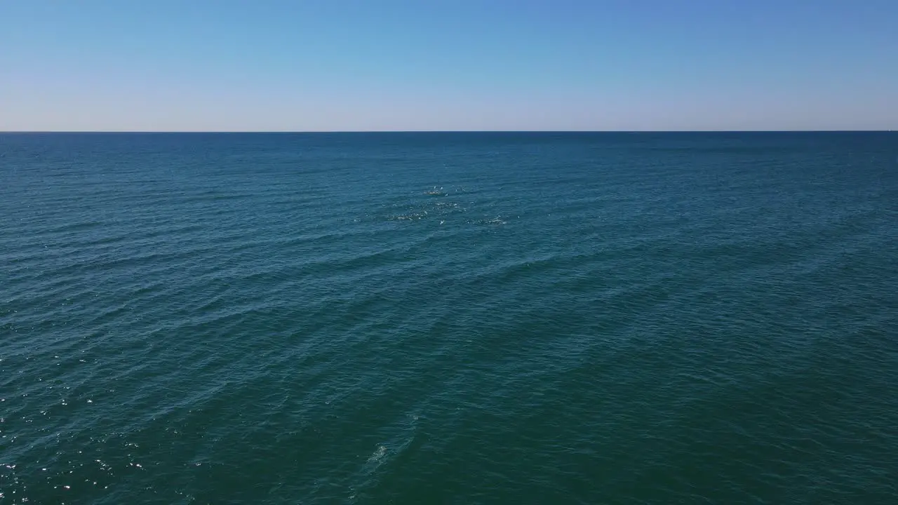 Flock Of Birds At The Turquoise Blue Water In Palm Beach Australia